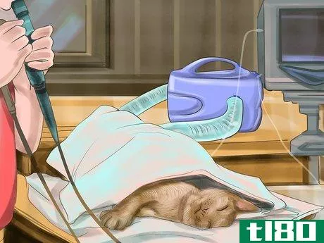 Image titled Diagnose Feline Intestinal Lymphoma Step 9