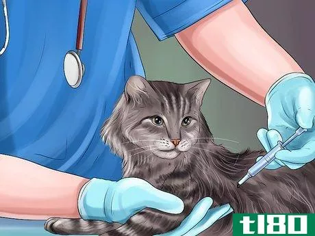 Image titled Diagnose and Treat the Cause of Deformed Cat Nails Step 8