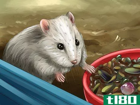 Image titled Diagnose Hamster Respiratory Illnesses Step 7