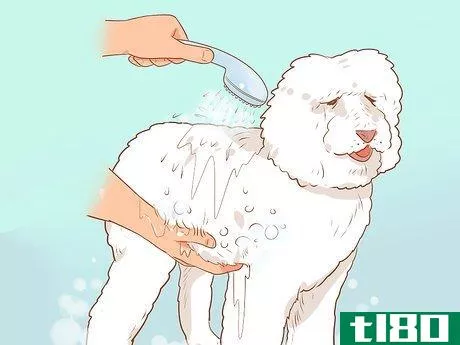 Image titled Full Scissor a Poodle by Hand Step 5