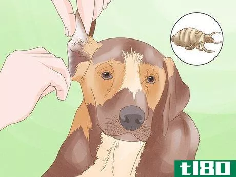Image titled Diagnose and Treat Your Dog's Itchy Skin Problems Step 15