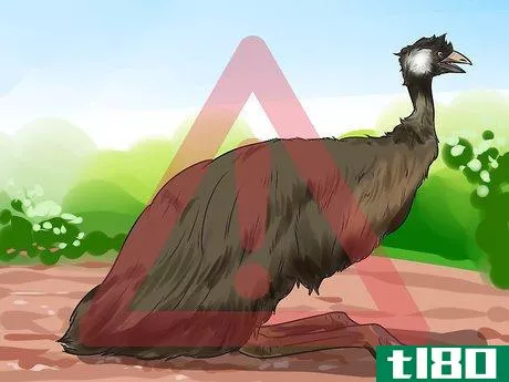 Image titled Diagnose Illness in an Emu Step 8