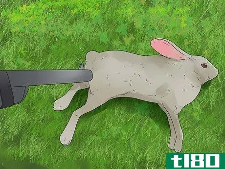 Image titled Eat Wild Rabbit Step 2