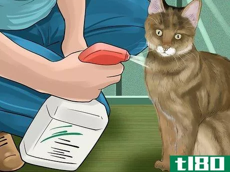 Image titled Diagnose and Treat Flea Allergies in Cats Step 8