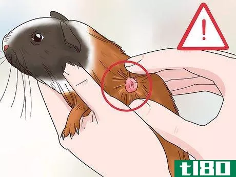 Image titled Diagnose and Treat Tumors in Guinea Pigs Step 1