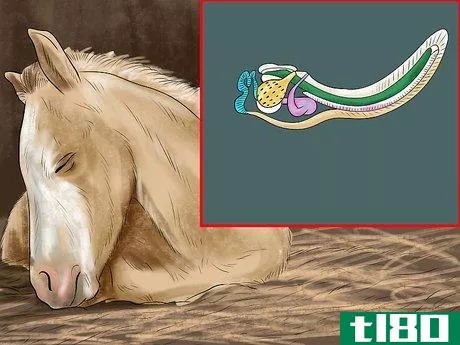 Image titled Diagnose Parasites in Horses Step 5