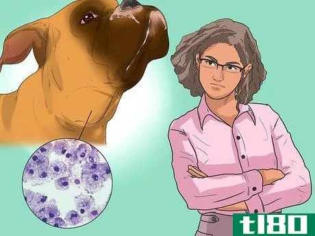 Image titled Diagnose Lymphoma in Boxers Step 10