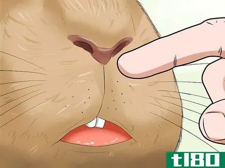 Image titled Diagnose Snuffles (Pasteurella) in Rabbits Step 6