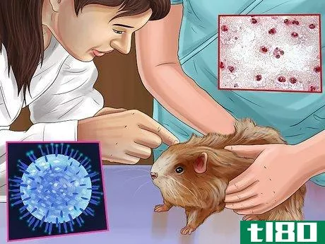 Image titled Diagnose Hamster Respiratory Illnesses Step 13