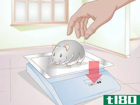 Image titled Diagnose Hamster Dental Problems Step 5