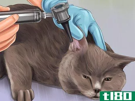 Image titled Diagnose and Treat Ear Infections in Cats Step 7