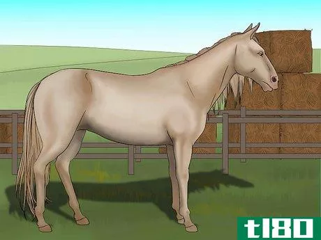 Image titled Distinguish Horse Color by Name Step 9