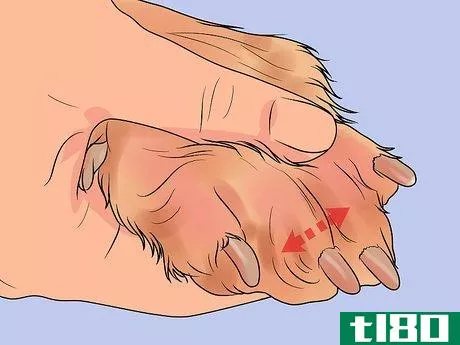 Image titled File a Dog's Nails Step 6