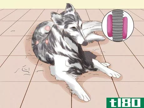 Image titled Diagnose and Treat Your Dog's Itchy Skin Problems Step 12