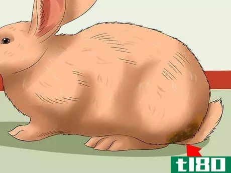 Image titled Diagnose Dental Problems in Rabbits Step 11
