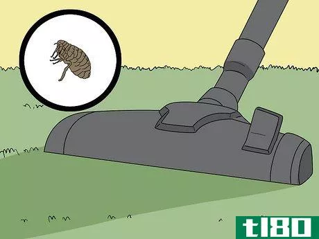 Image titled Do Pest Control With a Vacuum Cleaner Step 10