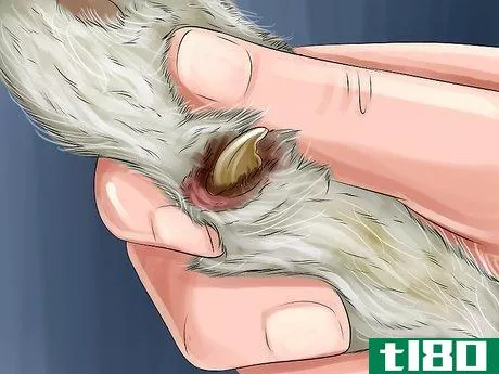 Image titled Diagnose and Treat the Cause of Deformed Cat Nails Step 5