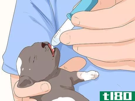 Image titled Ensure Passive Immunity in Newborn Puppies Step 11