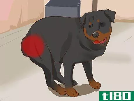 Image titled Diagnose Dysplasia in Rottweilers Step 1