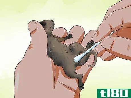 Image titled Feed a Baby Raccoon Step 16
