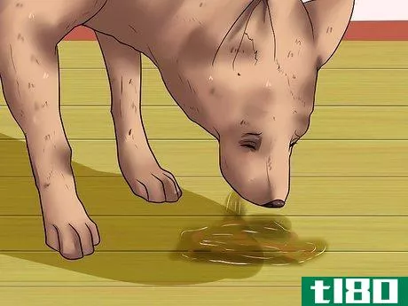 Image titled Diagnose Canine Allergies Step 1