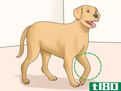 Image titled Diagnose Arthritis in Dogs Step 1