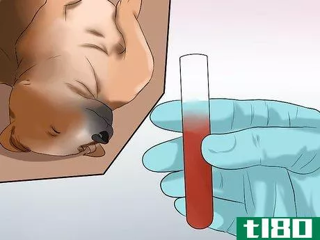 Image titled Diagnose Canine Infectious Hepatitis Step 11