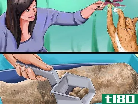 Image titled Determine Why Your Cat Does Not Groom Itself Step 10