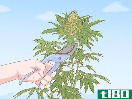 Image titled Dry and Cure Cannabis Step 1