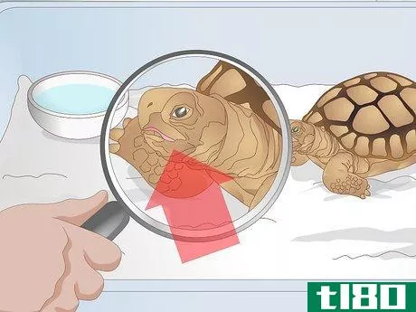 Image titled Diagnose Stomatitis in Tortoises Step 3