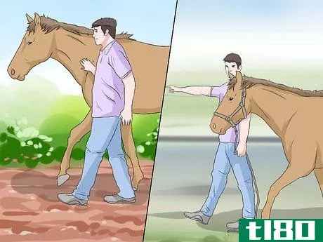 Image titled Gain the Trust of a Recently Abused Horse Step 9