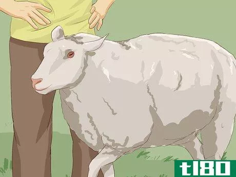 Image titled Drench Sheep Step 11