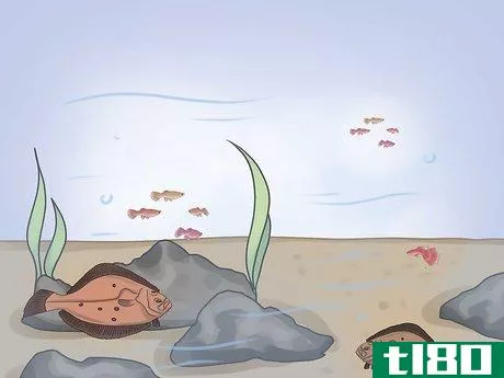 Image titled Fish for Flounder Step 4