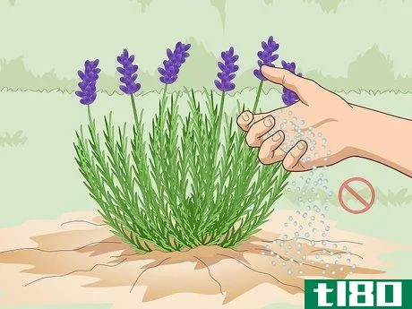 Image titled Fertilize Herbs Step 2