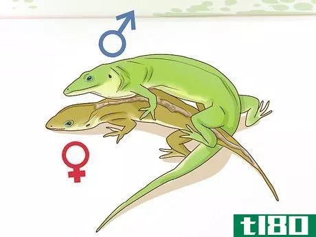 Image titled Determine the Sex of a Green Anole Step 7