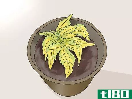 Image titled Fix Common Indoor Herb Garden Problems Step 5