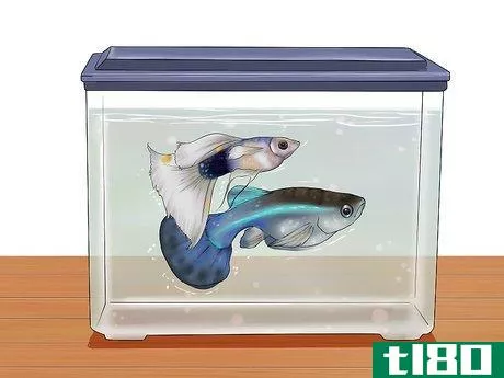Image titled Find Out if Your Guppy Is Pregnant Step 8