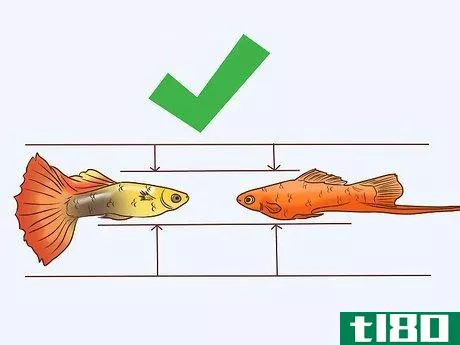 Image titled Find Compatible Tank Mates for Guppies Step 5