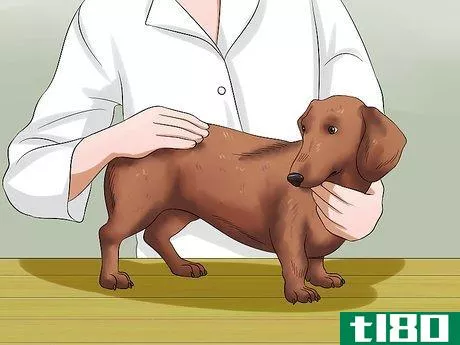 Image titled Diagnose Back Problems in Dachshunds Step 5