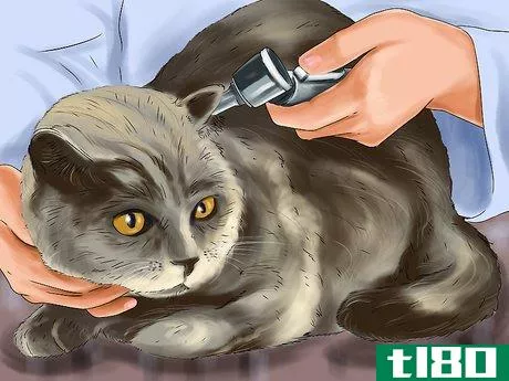Image titled Diagnose and Treat Ruptured Eardrums in Cats Step 6