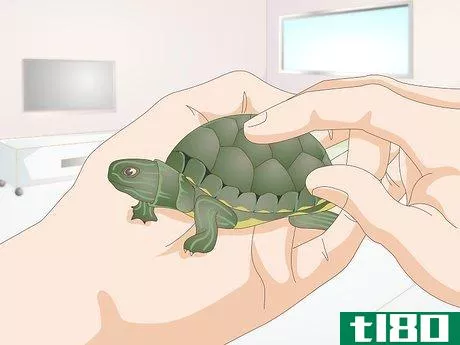 Image titled Feed a Baby Turtle Step 8