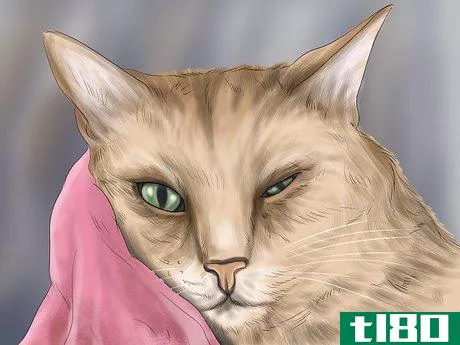 Image titled Diagnose Feline Cataracts Step 4