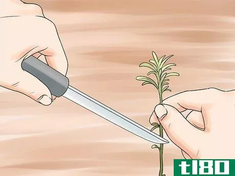 Image titled Divide a Lavender Plant Step 9