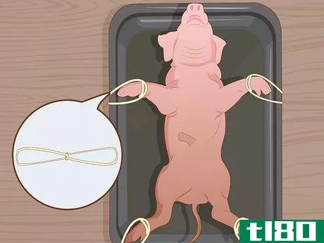 Image titled Dissect a Fetal Pig Step 4