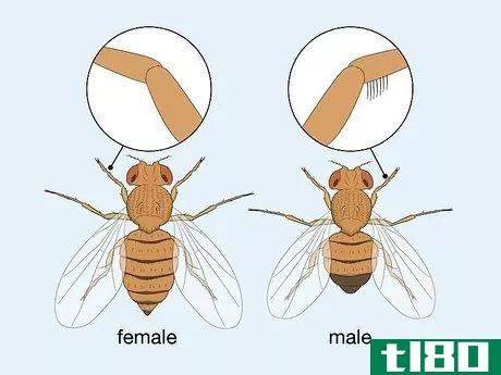 Image titled Distinguish Between Male and Female Fruit Flies Step 5