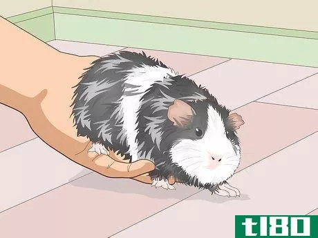 Image titled Ensure a Happy Life for Your Guinea Pig Step 21