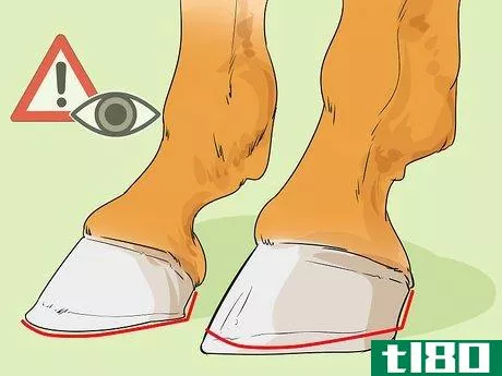 Image titled Ease Your Horse's Sore Hooves After Trimming Step 8