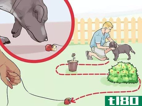 Image titled Do Short Training Sessions with Your Hunting Dog Step 8
