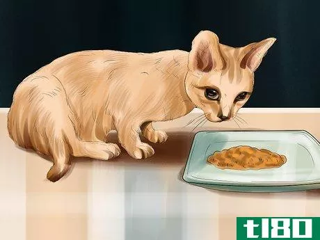 Image titled Encourage Your Cat to Eat Step 3