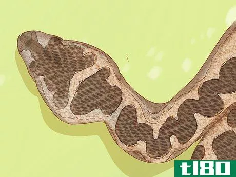 如何区分毒蛇和非毒蛇(differentiate between venomous and non‐venomous snakes)